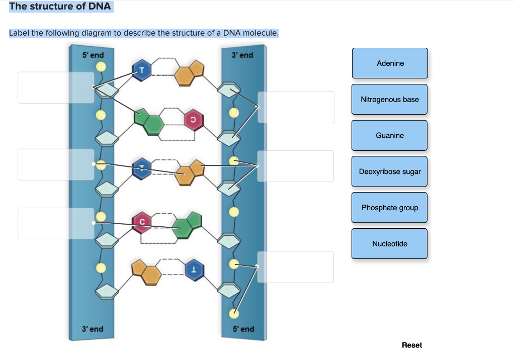 structure of dna diagram labeled