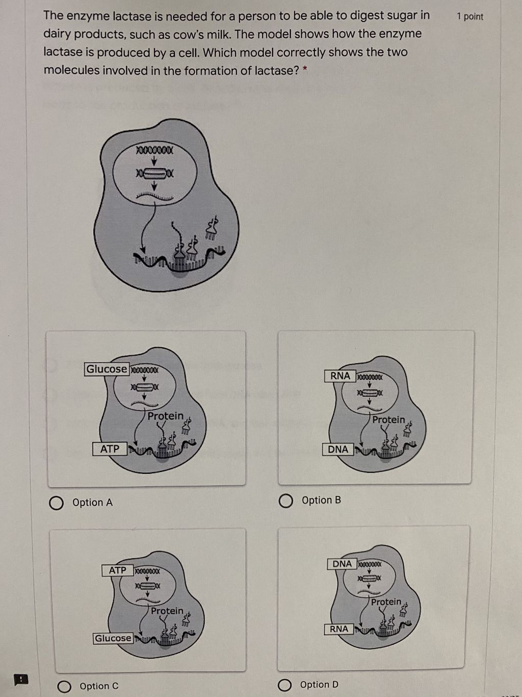 Solved 1 point The enzyme lactase is needed for a person to