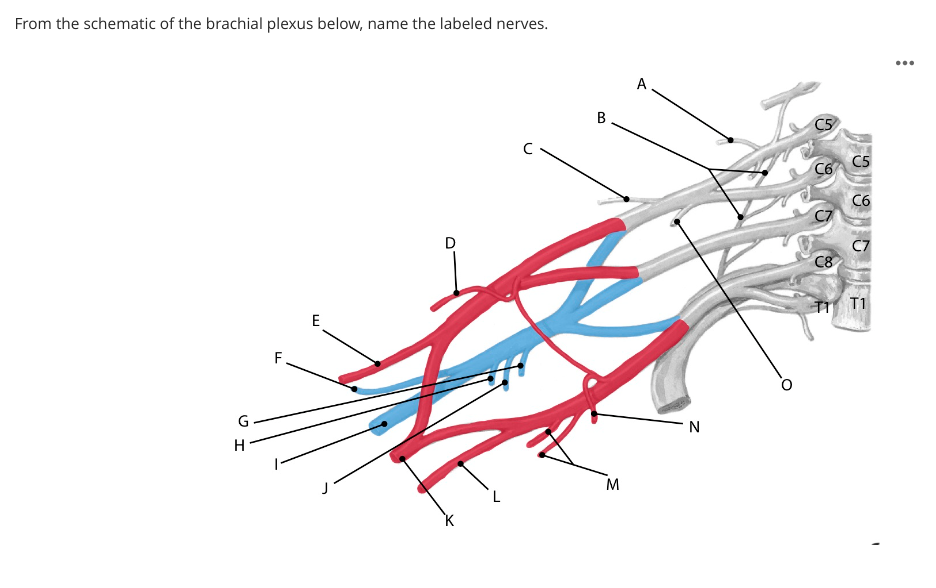long thoracic nerve brachial plexus