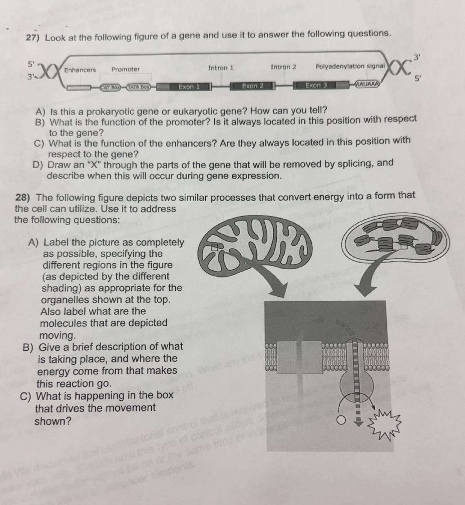 Solved Look at the following figure of a gene and use it to | Chegg.com