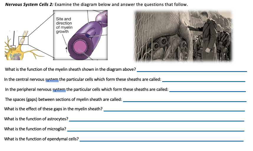 Solved What is the function of the myelin sheath shown in | Chegg.com