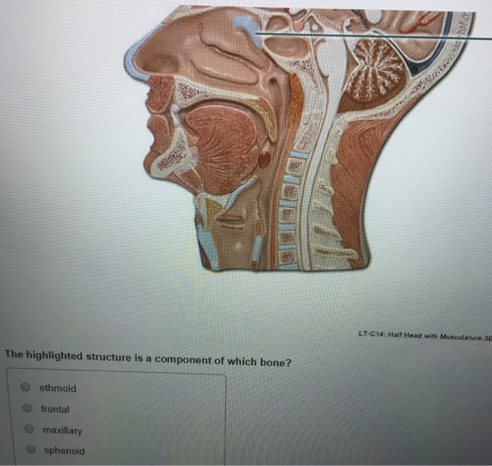 solved-lt-c14-haif-head-with-musculature-30-the-highlighted-chegg