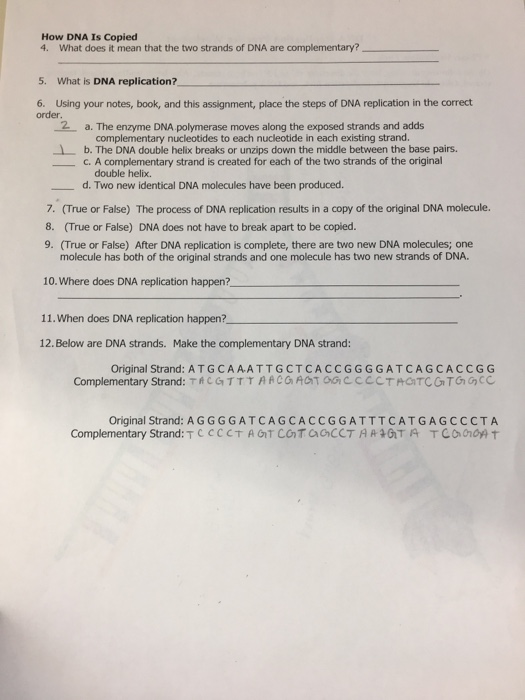 Solved How DNA Is Copied 4. What does it mean that the two | Chegg.com