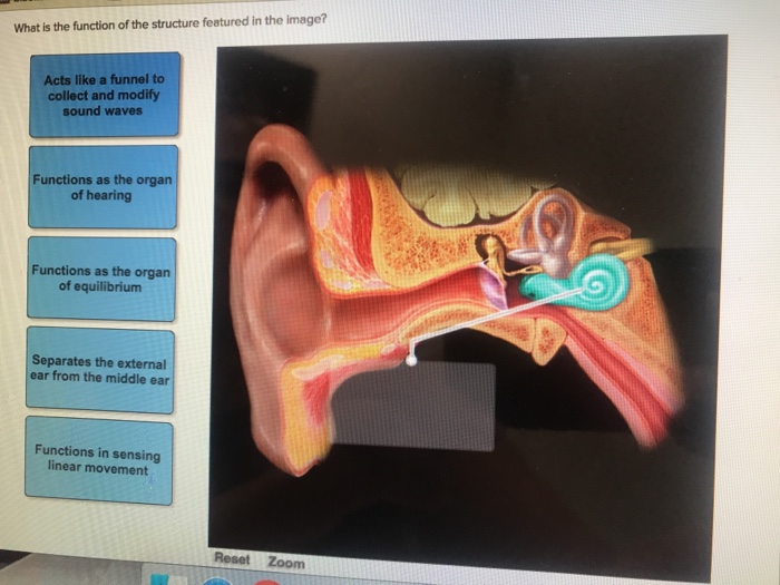 Solved What Is The Function Of The Structure Featured In The | Chegg.com