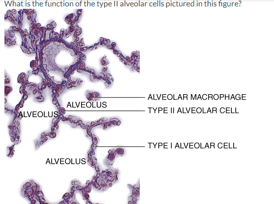 Solved What is the function of the type II alveolar cells | Chegg.com