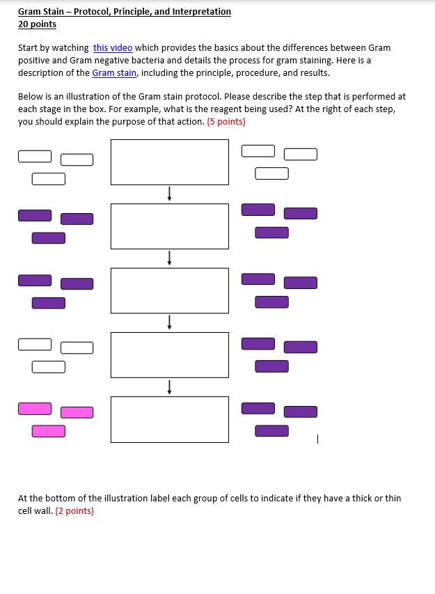 Solved Gram Stain - ﻿Protocol, Principle, and | Chegg.com