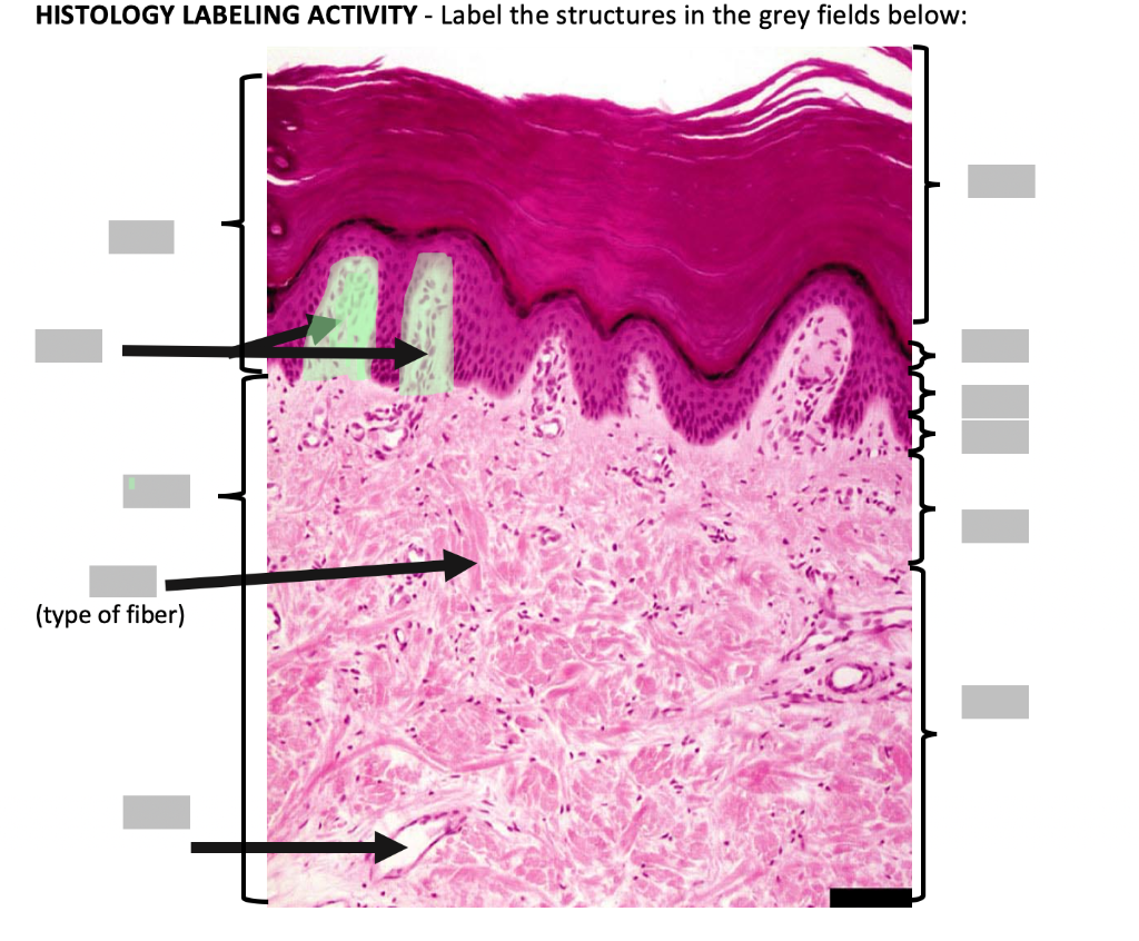 Membrane Histology