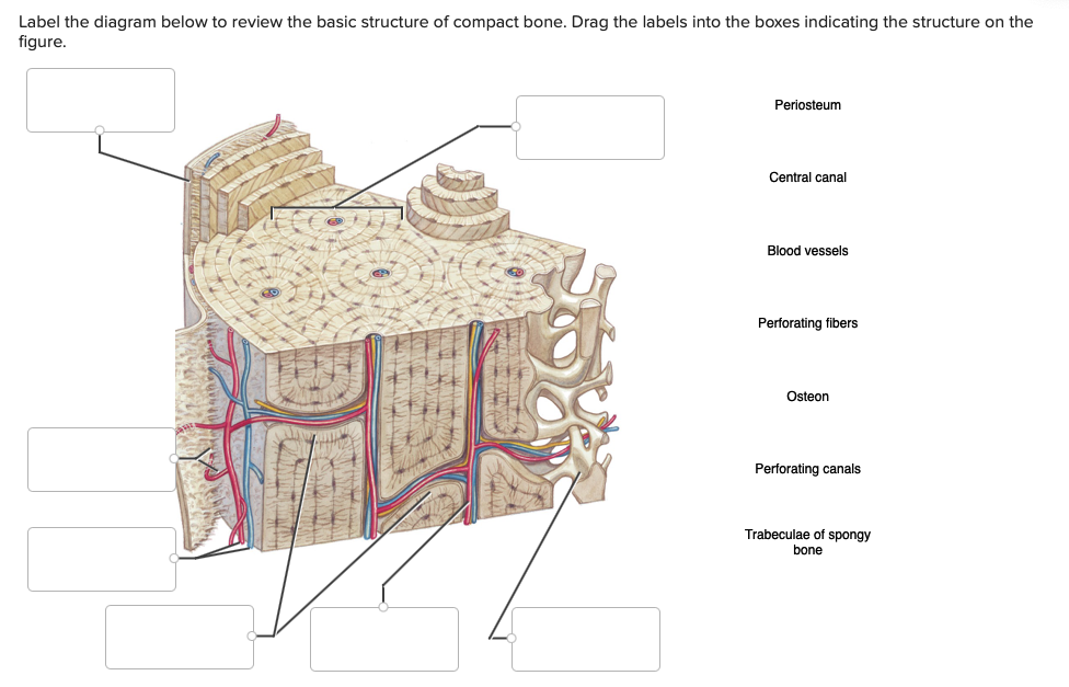 compact and spongy bone diagram