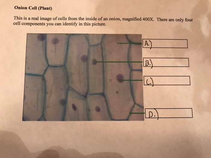 Solved Onion Cell (Plant) This is a real image of cells from