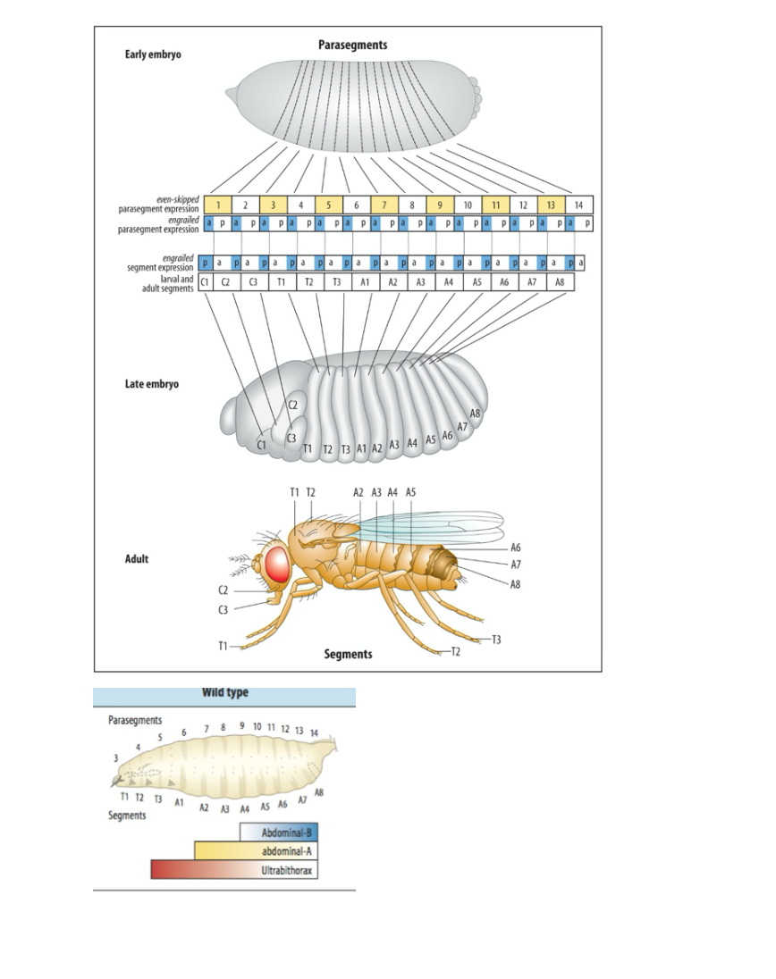 10. Hox genes. Please refer to the Drosophila | Chegg.com