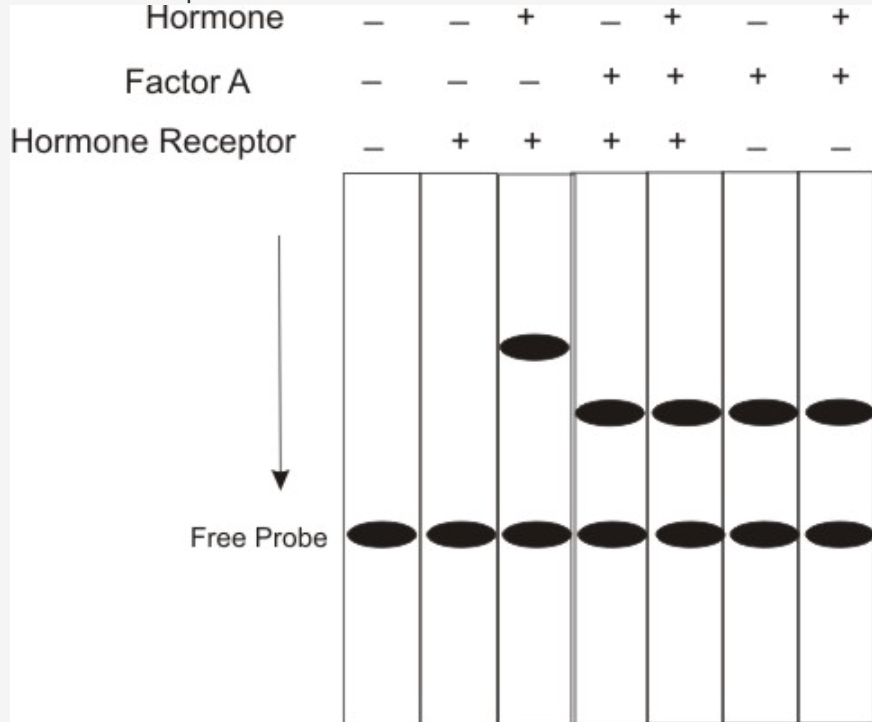 Further investigations of the steroid hormone | Chegg.com