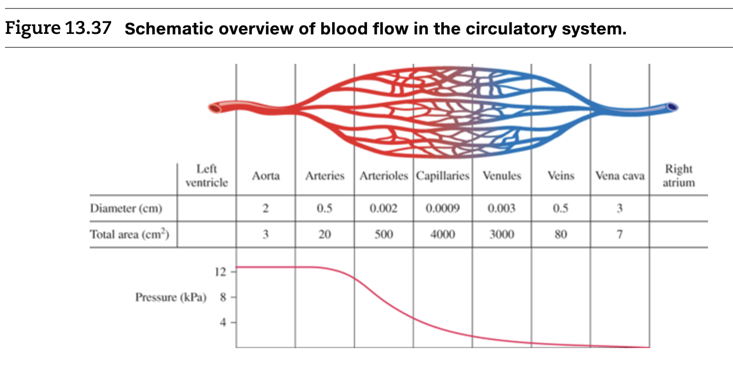 Solved Figure 13 37 Schematic Overview Of Blood Flow In T
