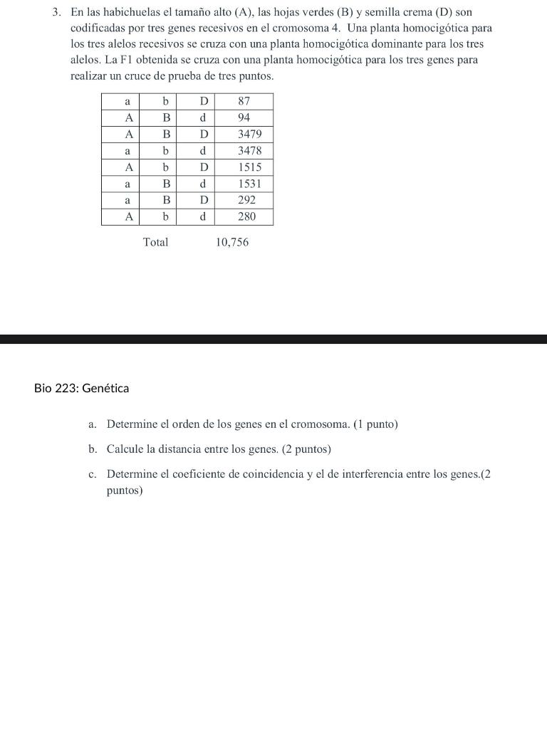 3. En las habichuelas el tamaño alto (A), las hojas verdes (B) y semilla crema (D) son codificadas por tres genes recesivos e