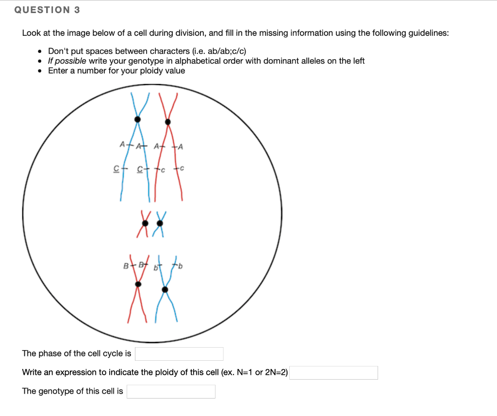 Solved QUESTION 3 Look at the image below of a cell during | Chegg.com