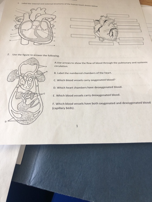 Solved internal and external structures of the human heart | Chegg.com