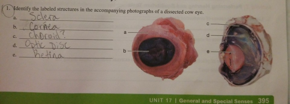Cow eye labeled