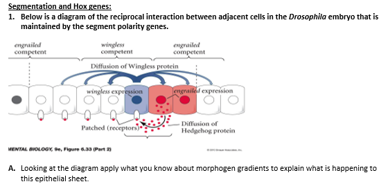Solved Segmentation and Hox genes: 1. Below is a diagram of | Chegg.com