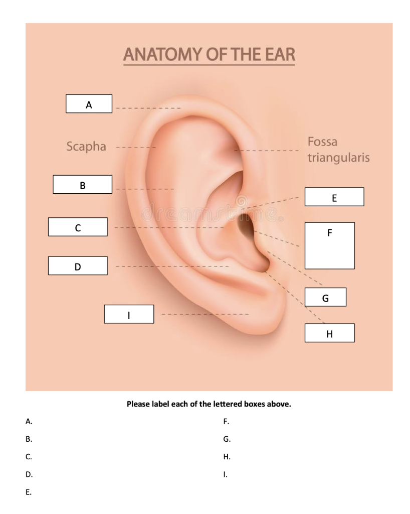 Solved ANATOMY OF THE EAR А Scapha Fossa triangularis B E с | Chegg.com
