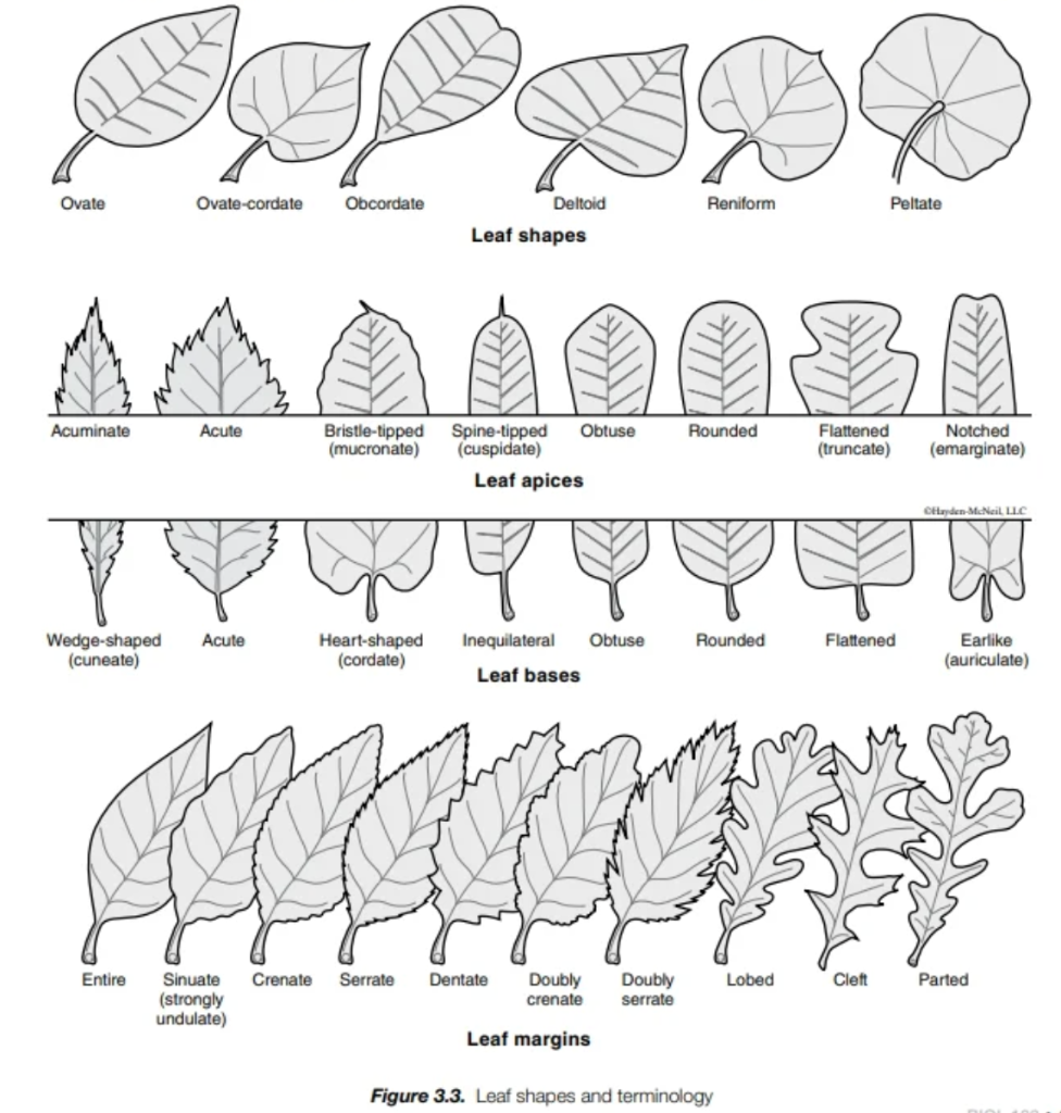 parted leaf margin