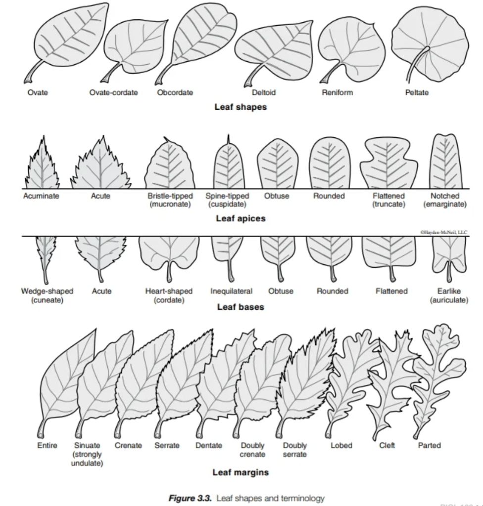 Leaf Shape, Shape of Leaf Apex, Base, Margin and Leaf Hair in