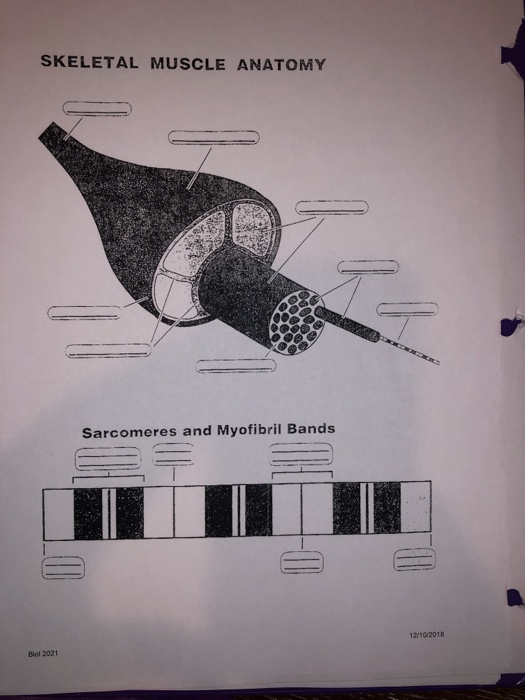 Solved SKELETAL MUSCLE ANATOMY Sarcomeres and Myofibril | Chegg.com