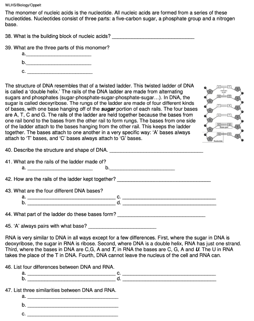 Solved Biomolecule Review Worksheet ORGANIC MOLECULES Chegg