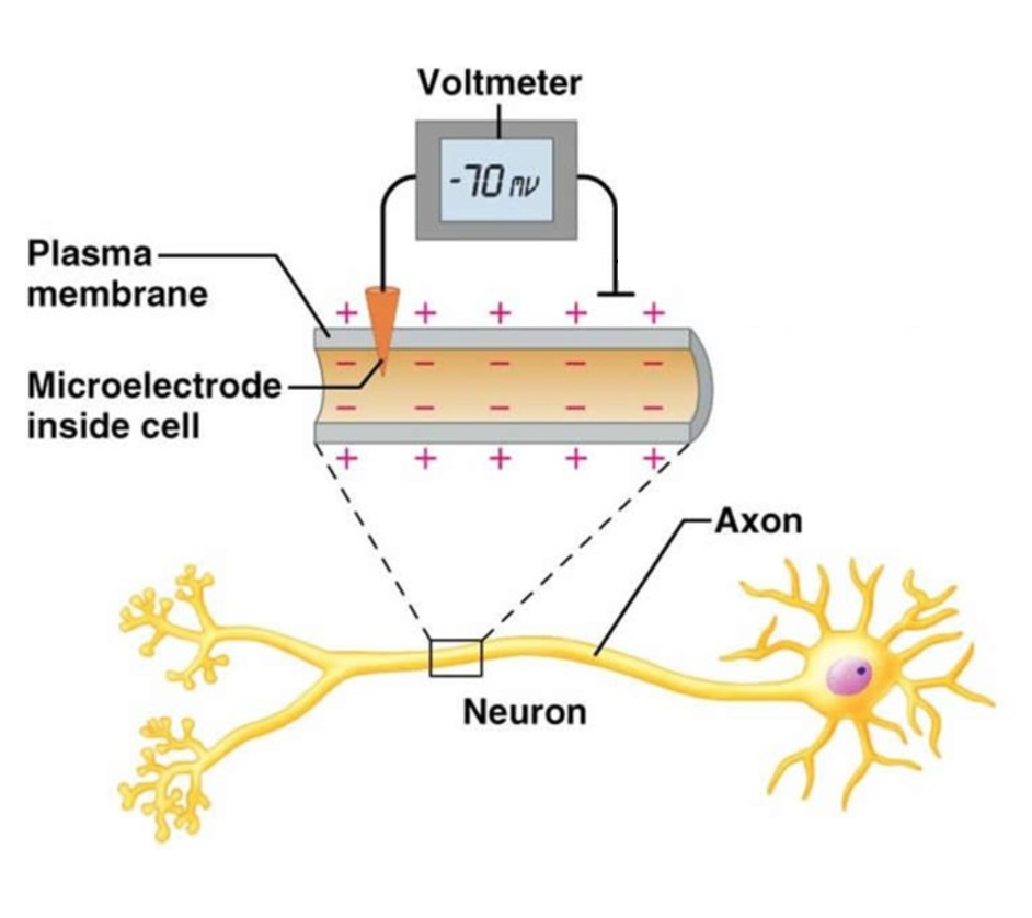 Solved 01. When the neuron is not actively firing, it has | Chegg.com