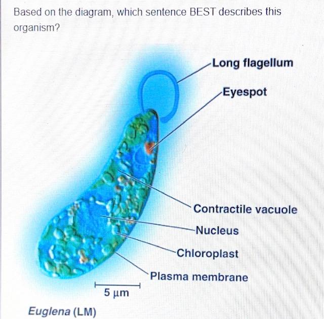 A It Is A Prokaryote That Can Perform Chegg Com