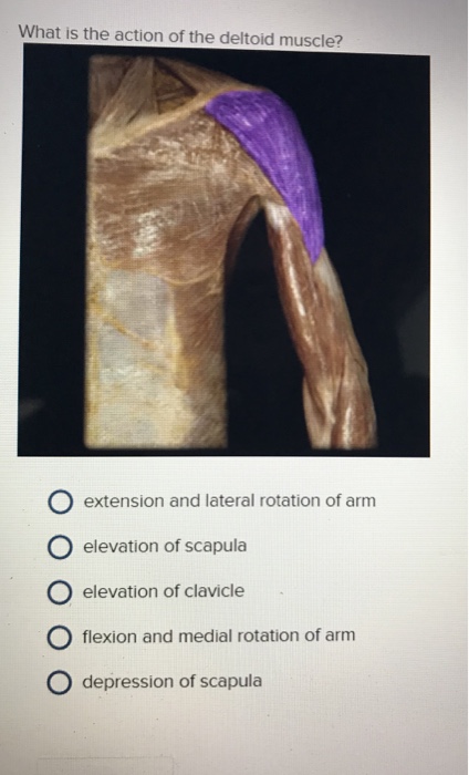 Solved Which structure is highlighted? O latissimus dorsi O | Chegg.com