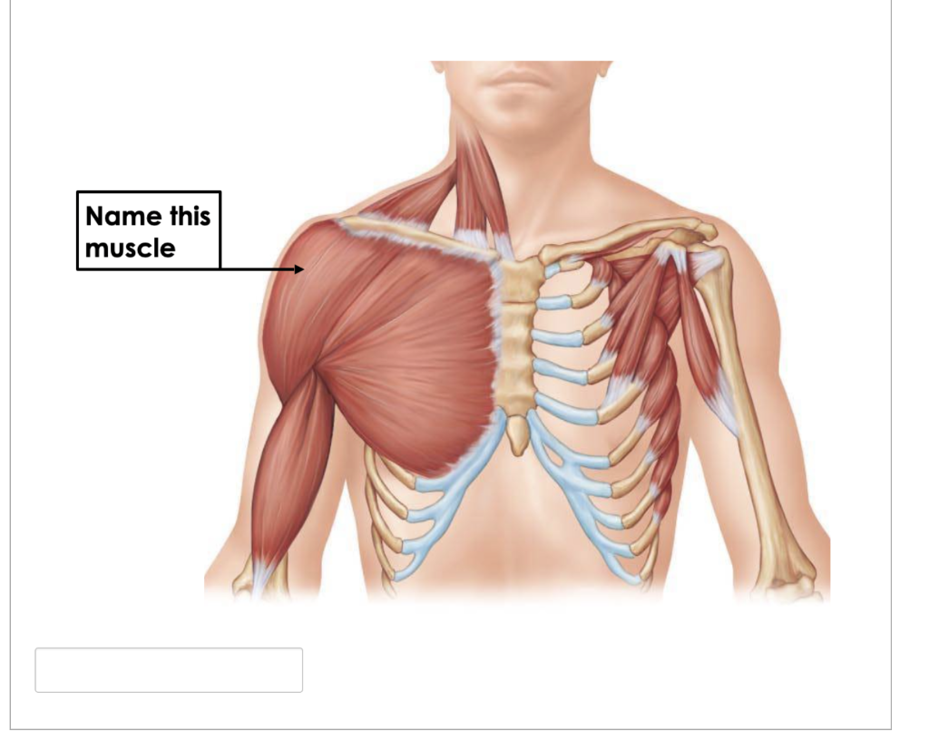 What is the action of this muscle? What is the | Chegg.com