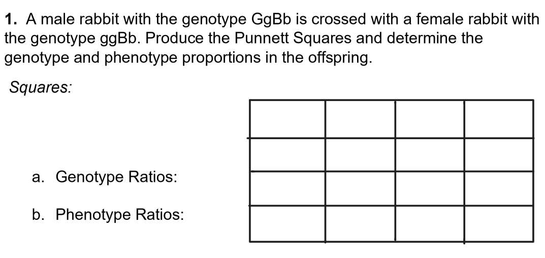 solved-1-a-male-rabbit-with-the-genotype-ggbb-is-crossed-chegg