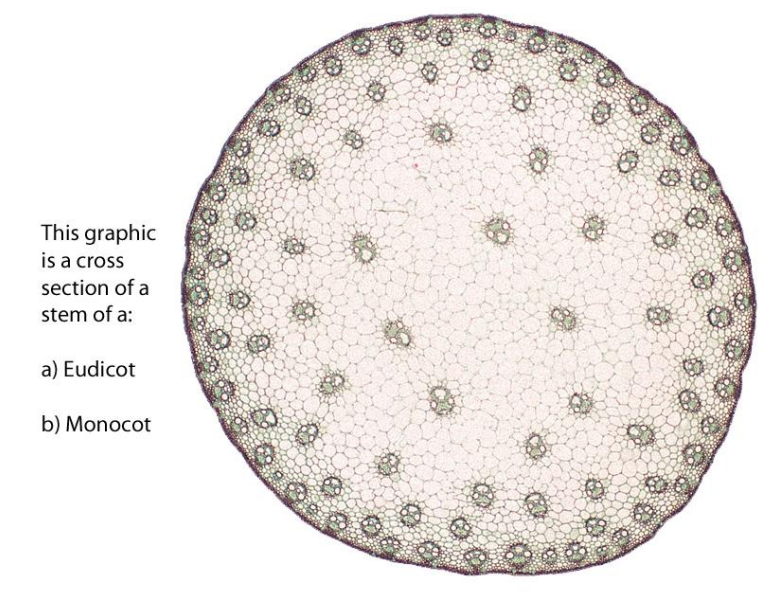 Solved This graphic is a cross section of a stem of a: a) | Chegg.com