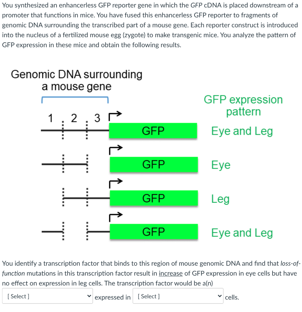 Solved You synthesized an enhancerless GFP reporter gene in | Chegg.com