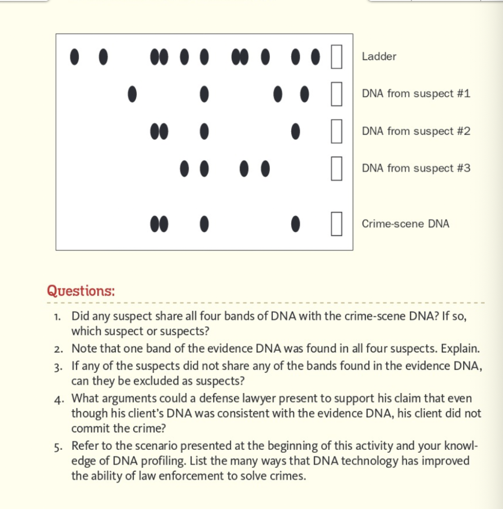 Solved Ladder DNA from suspect #1 DNA from suspect #2 DNA | Chegg.com