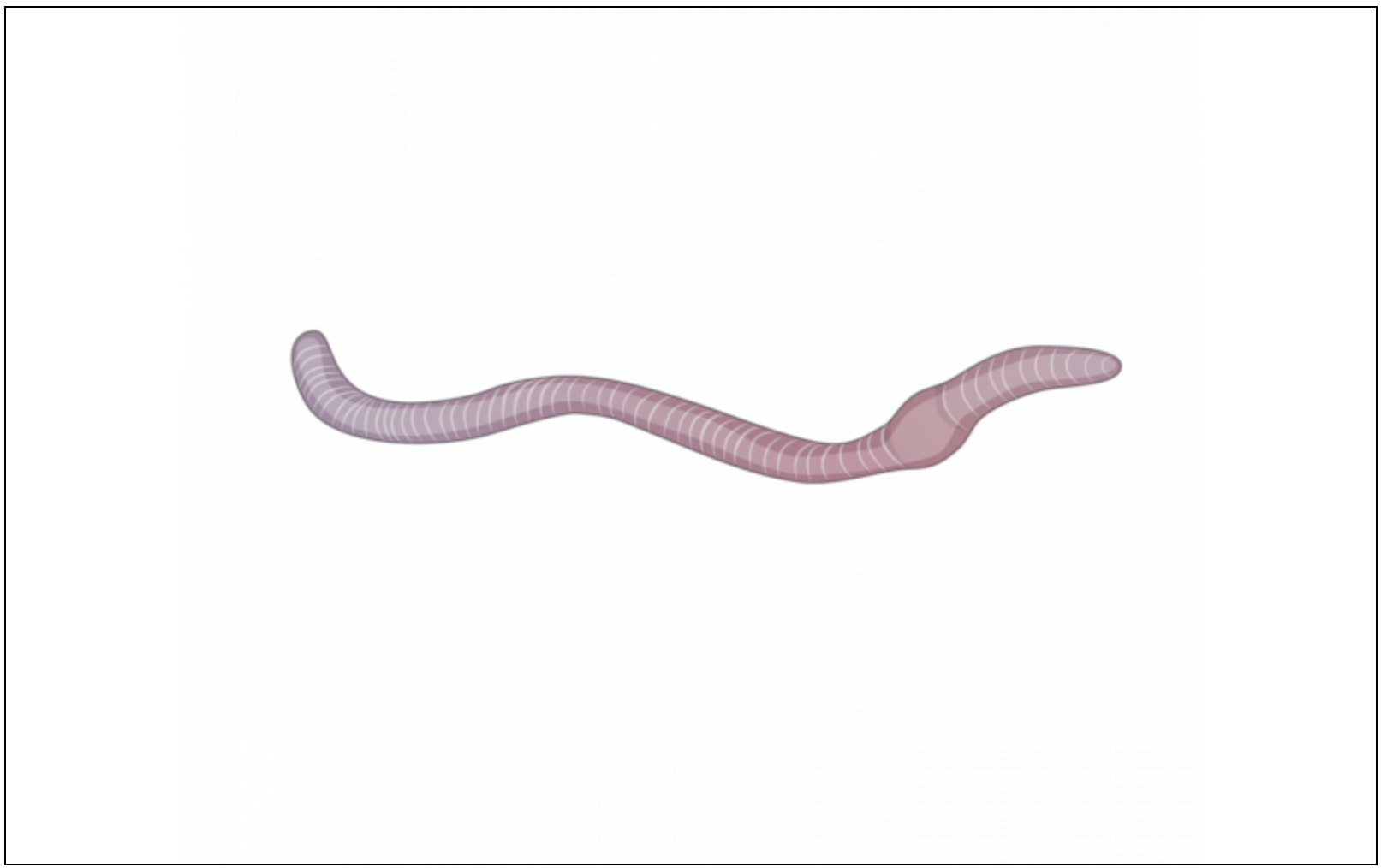 Solved Worms are an important part of the pathway