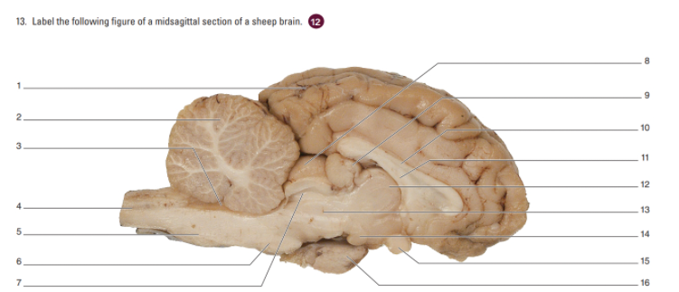 sheep brain sagittal view