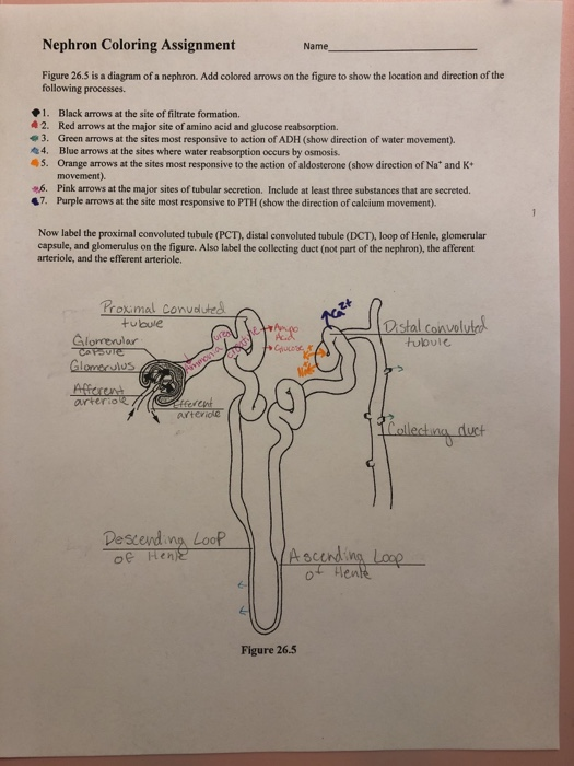 35 Diagram Of Nephron To Label - Labels For You