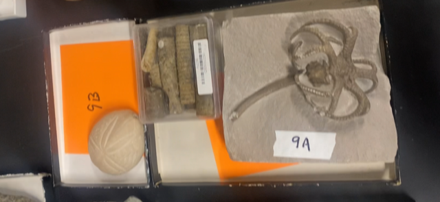 a. Using your fossil guide, can you identify what | Chegg.com