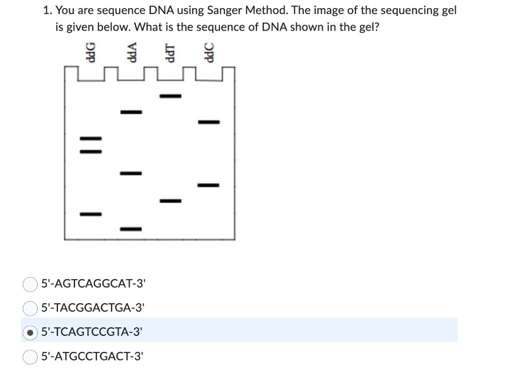 1. You are sequence DNA using Sanger Method. The image of the sequencing gel is given below. What is the sequence of DNA show