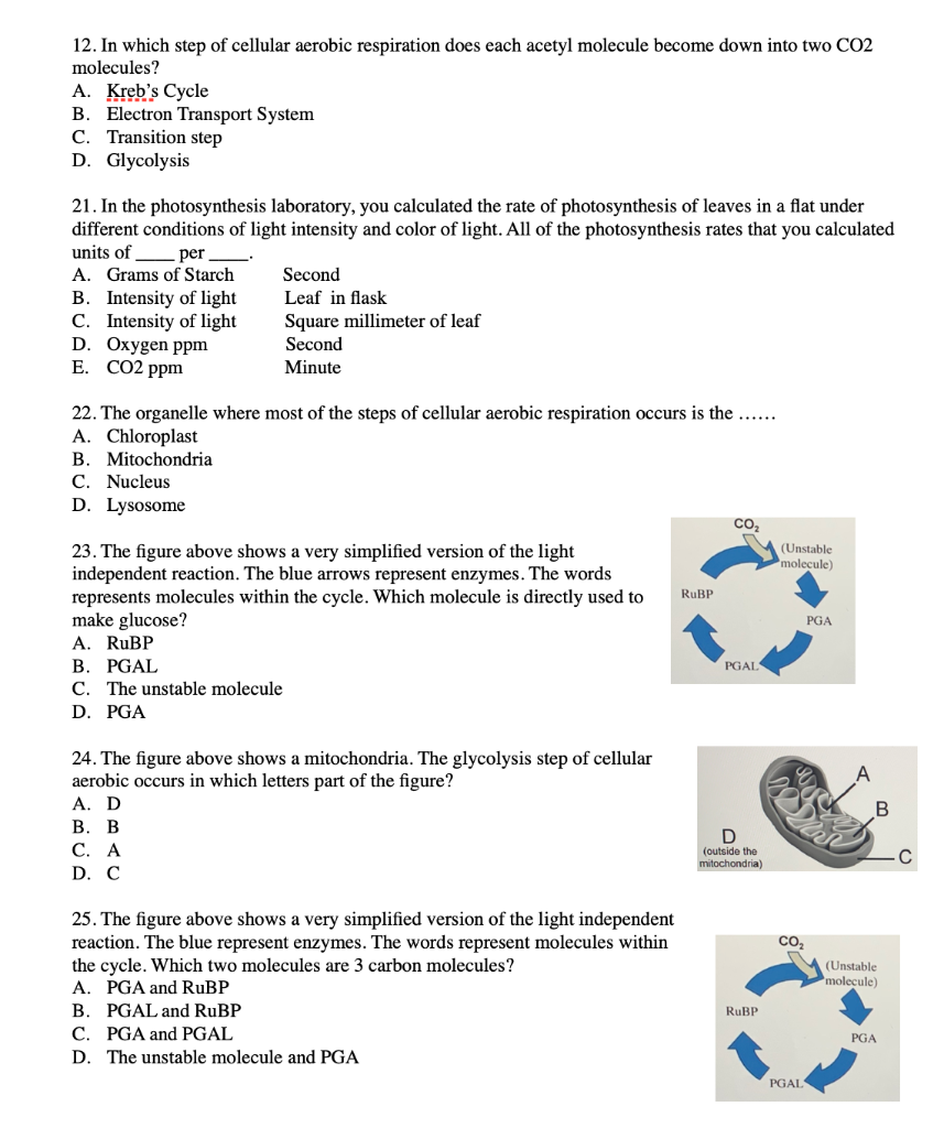 transition between photosynthesis and respiration