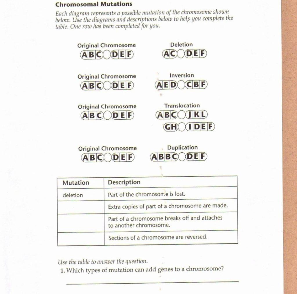 Solved Chromosomal Mutations Each diagram represents a | Chegg.com