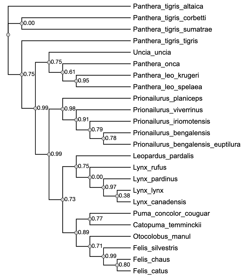 Felidae store phylogenetic tree