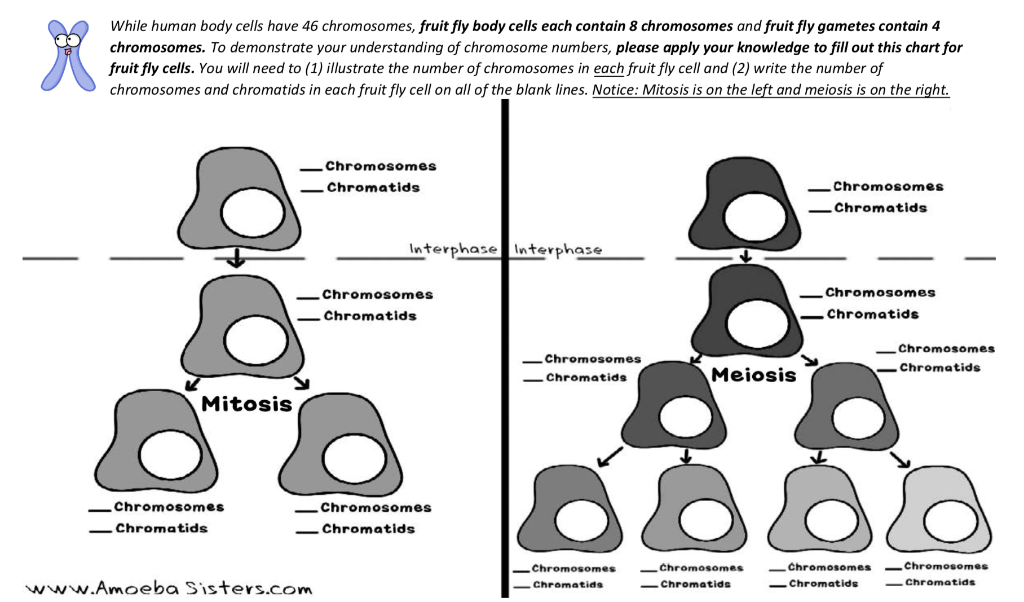amoeba-sisters-meiosis-worksheet-answer-key-comparing-mitosis-meiosis-resources-middle-school