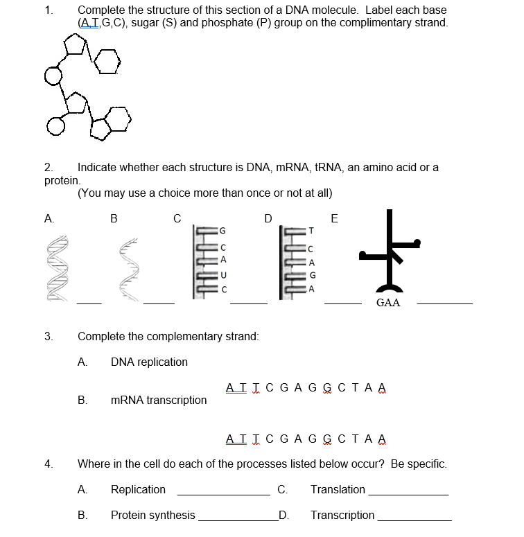 Solved 1. Complete the structure of this section of a DNA | Chegg.com