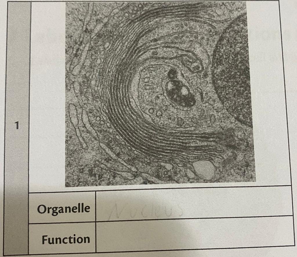 Solved 1 Organelle Function | Chegg.com