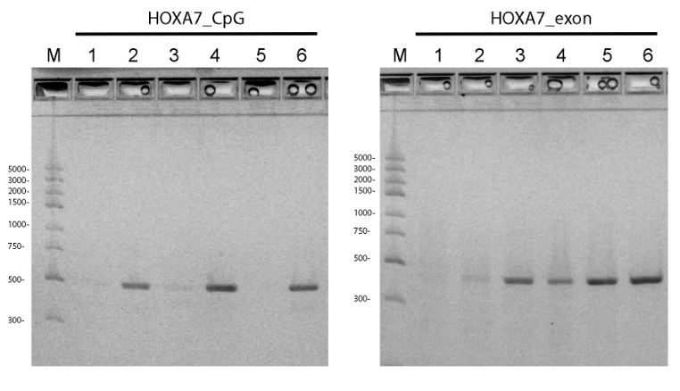 Solved This is a PCR HOXA7 Figures. How many different | Chegg.com