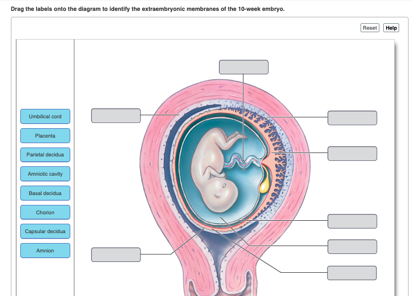 Psc Anatomy And Physiology Labeled Embryonic