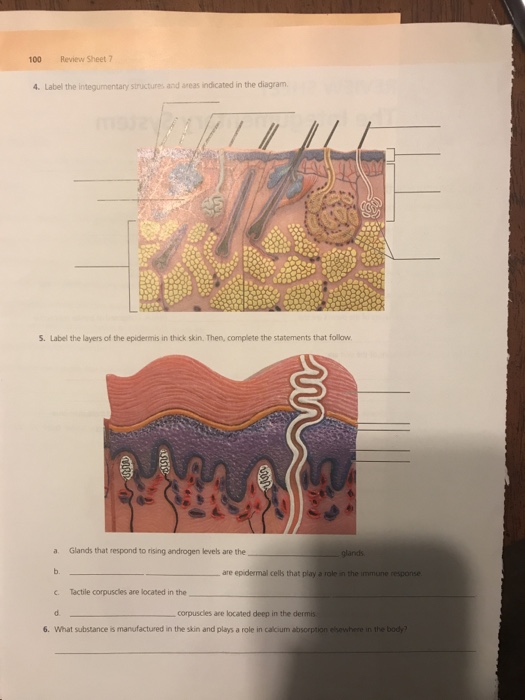 Solved The integumentary system: please answer questions | Chegg.com