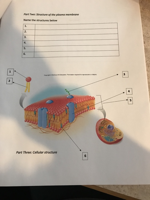 Solved Part Two: Structure of the plasma membrane Name the | Chegg.com