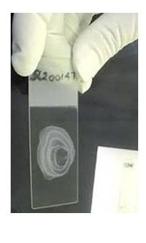 Solved After preparing a bacterial smear, the slide will | Chegg.com